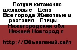 Петухи китайские шелковые › Цена ­ 1 000 - Все города Животные и растения » Птицы   . Нижегородская обл.,Нижний Новгород г.